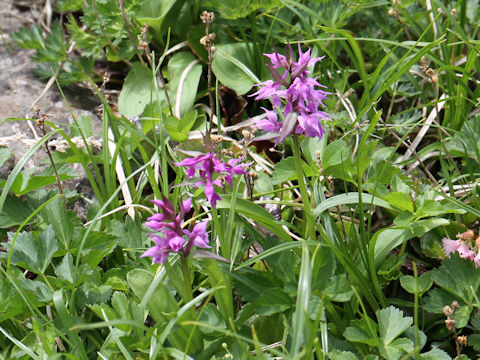 Orchis aristata