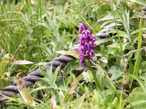 Orchis aristata f. punctata