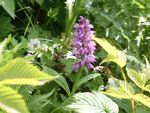 Orchis aristata f. punctata