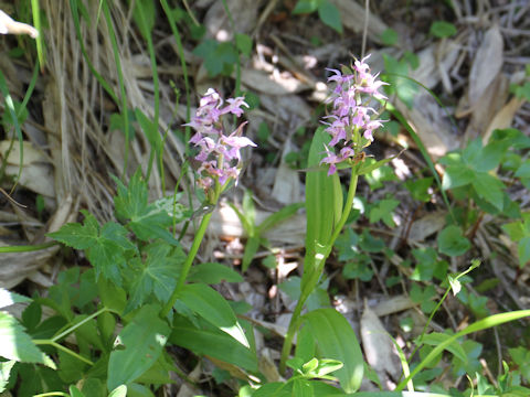 Orchis aristata f. punctata