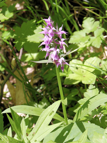 Orchis aristata f. punctata