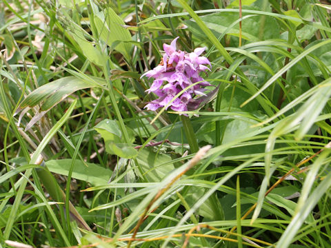 Orchis aristata f. punctata