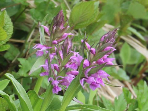 Orchis aristata f. punctata