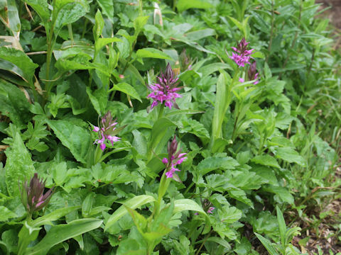 Orchis aristata f. punctata