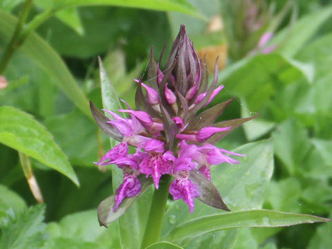 Orchis aristata f. punctata