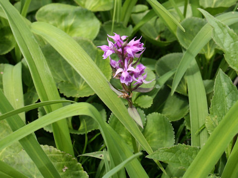 Orchis aristata f. punctata