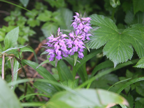 Orchis aristata f. punctata