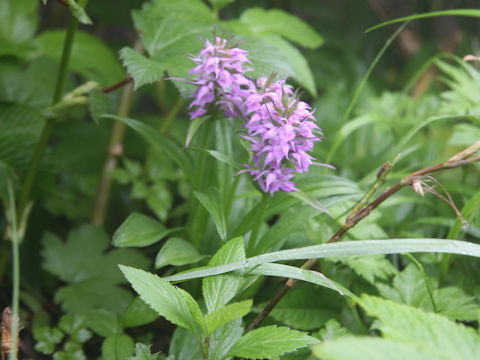 Orchis aristata f. punctata