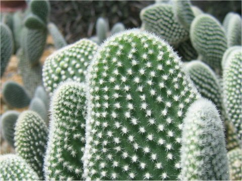 Opuntia microdasys var. albispina