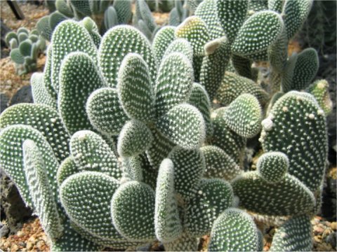 Opuntia microdasys var. albispina