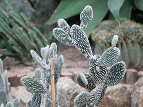 Opuntia microdasys var. albispina