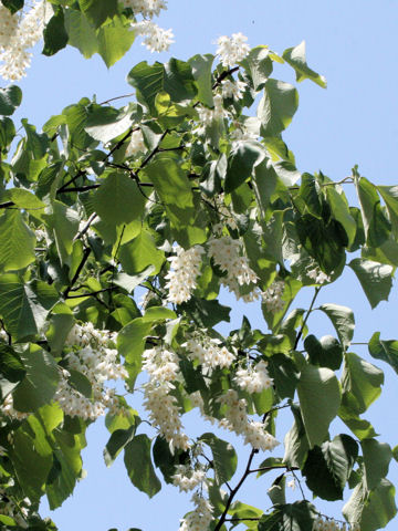 Styrax obassia