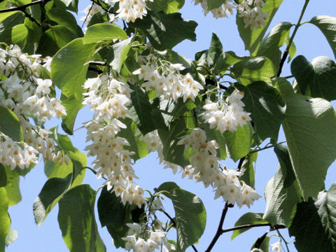 Styrax obassia