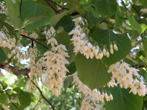 Styrax obassia