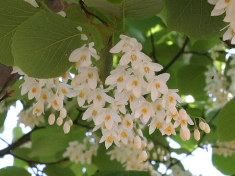 Styrax obassia