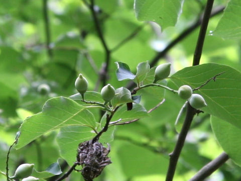 Styrax obassia