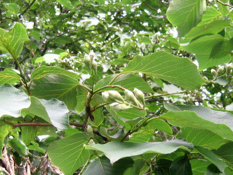 Styrax obassia