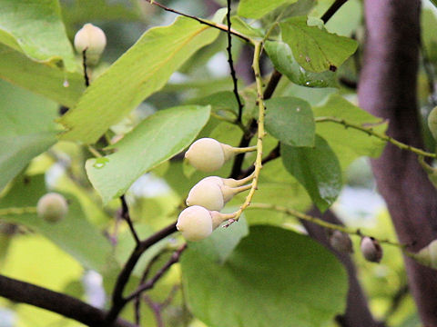 Styrax obassia