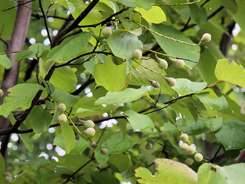 Styrax obassia