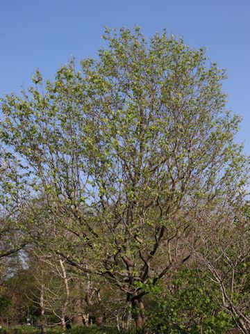 Styrax obassia