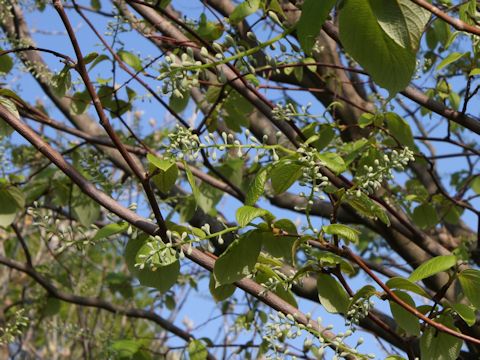 Styrax obassia