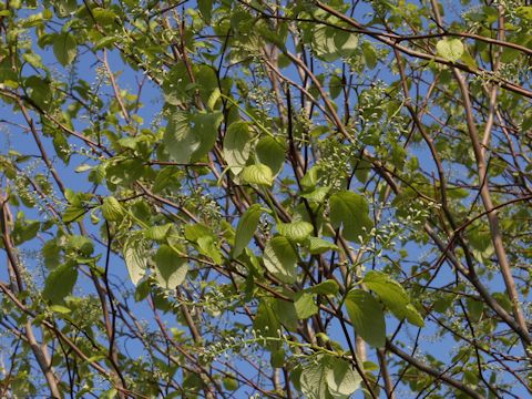 Styrax obassia