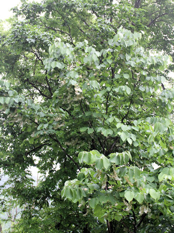 Styrax obassia