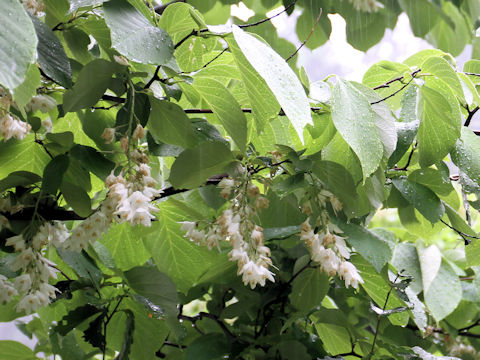 Styrax obassia