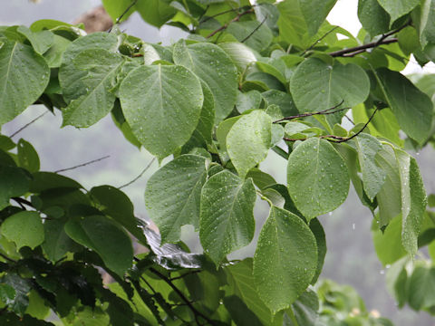 Styrax obassia