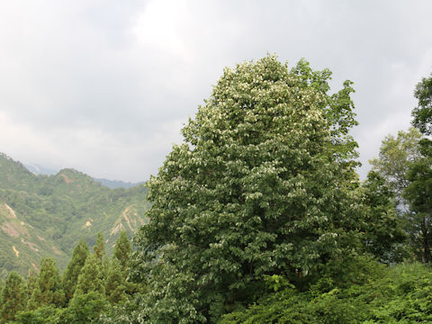 Styrax obassia