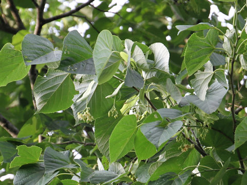 Styrax obassia