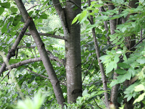 Styrax obassia