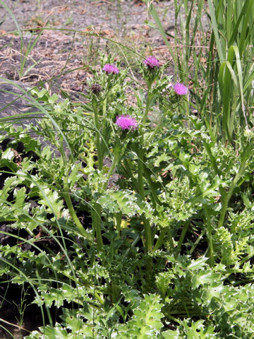 Cirsium maritimum