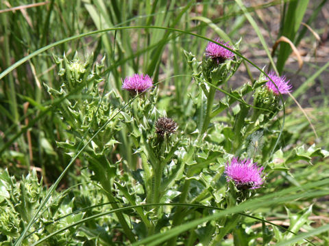 Cirsium maritimum