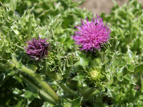 Cirsium maritimum