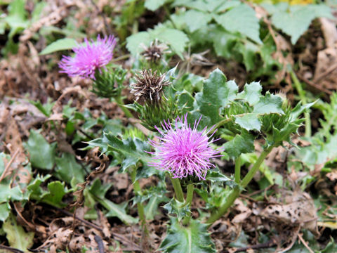 Cirsium maritimum