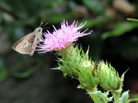 Cirsium maritimum