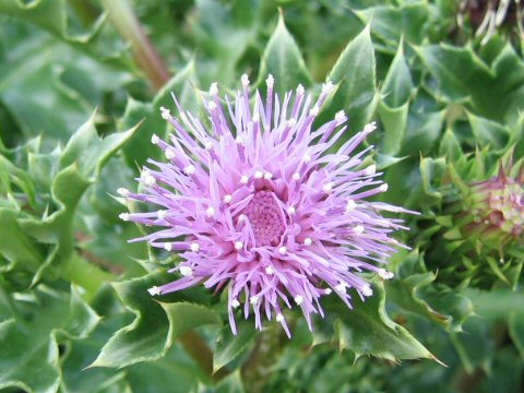 Cirsium maritimum