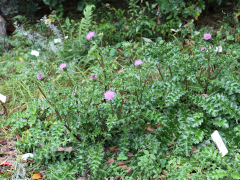 Cirsium maritimum