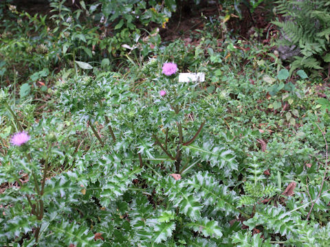 Cirsium maritimum