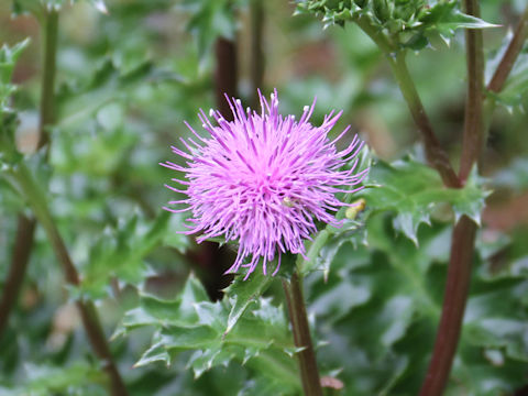 Cirsium maritimum