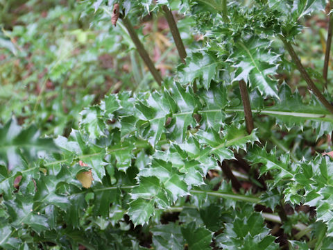 Cirsium maritimum