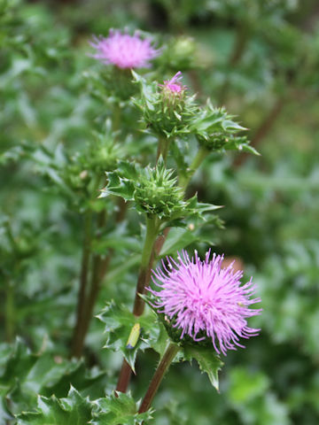 Cirsium maritimum