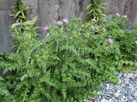 Cirsium maritimum