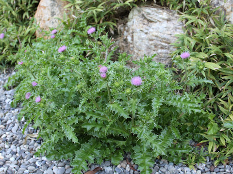 Cirsium maritimum