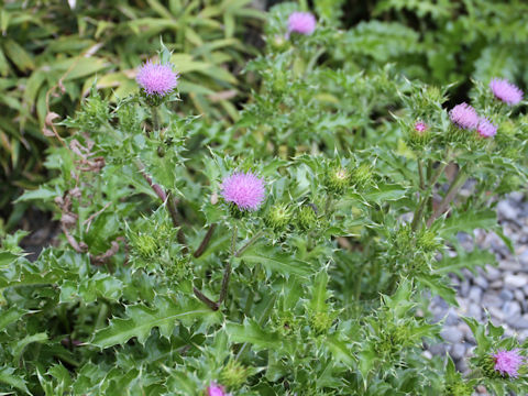 Cirsium maritimum