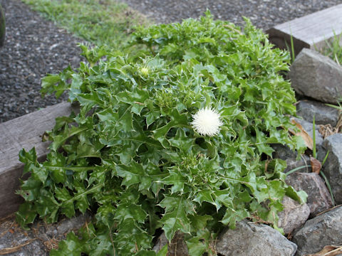 Cirsium maritimum