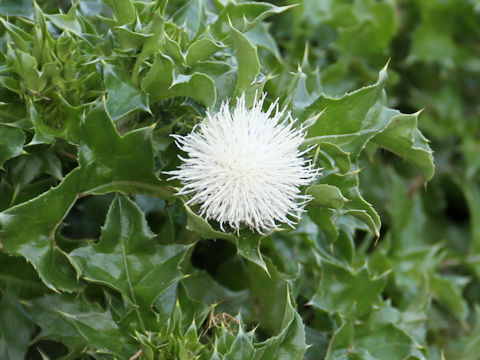 Cirsium maritimum