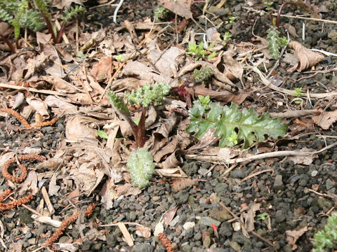 Cirsium maritimum