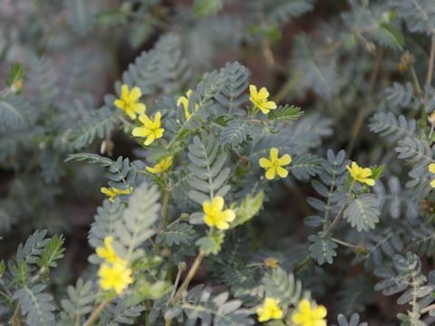 Tribulus terrestris